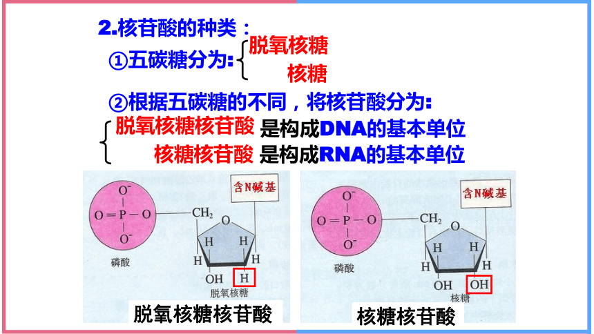 2.5核酸是遗传信息的携带者课件(共41张PPT) 人教版必修一