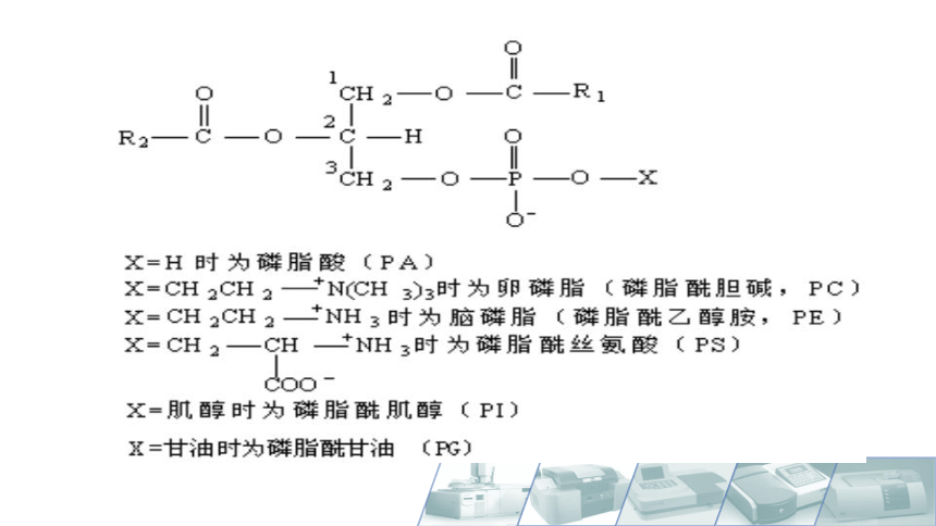 2.4类脂概述 课件(共17张PPT)-《食品生物化学》同步教学（大连理工大学出版社）