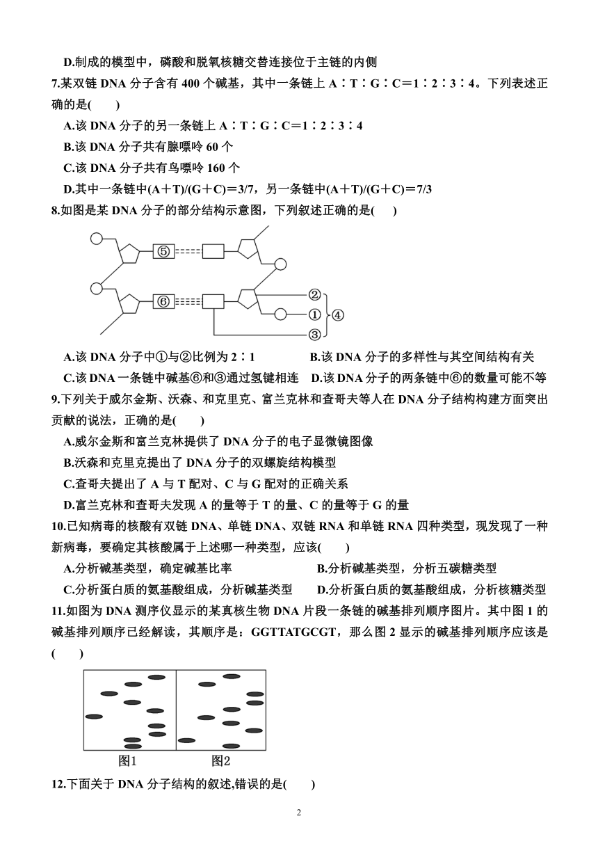 3.2  DNA的结构（同步检测）（附答案）—2023-2024学年高一下学期生物必修2（人教版(2019））