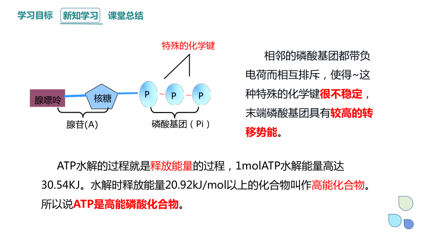 5.2 细胞的能量“货币”ATP 课件(共18张PPT1份视频) 2023-2024学年高一生物人教版（2019）必修1