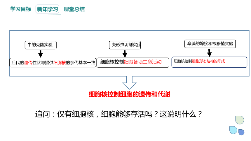 2.4 细胞核是生命活动的控制中心 课件(共21张PPT) 2023-2024学年高一生物浙科版（2019）必修第一册