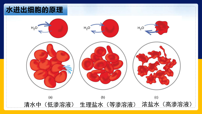 2.2.5 细胞的结构和生命活动——细胞质膜具有选择透过性（课件）(共47张PPT)高一生物（苏教版2019必修1）