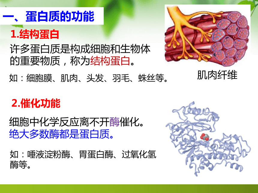 2.4蛋白质是生命活动的主要承担者课件（共43张PPT） 生物人教版必修1