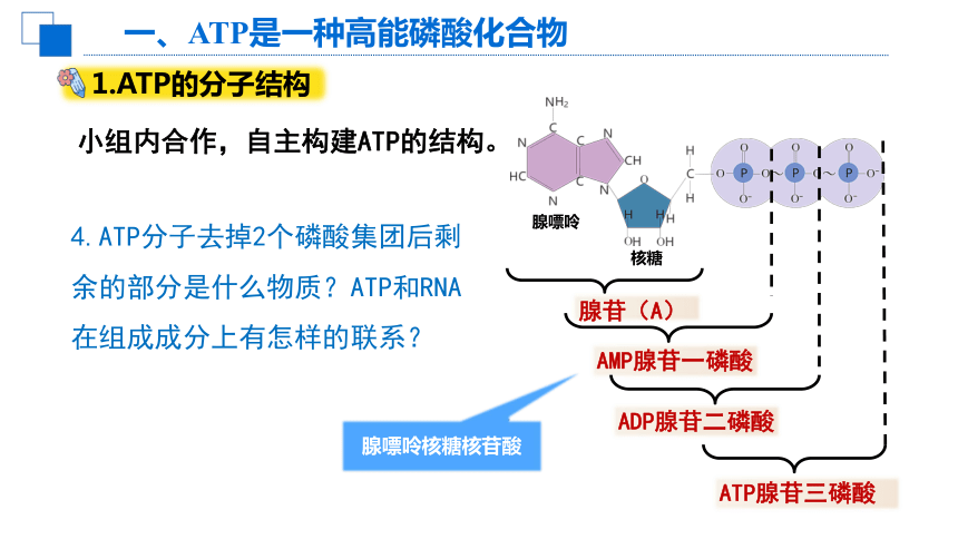 5.2细胞的能量“货币”ATP课件（共34张PPT1个视频）-人教版（2019）必修1