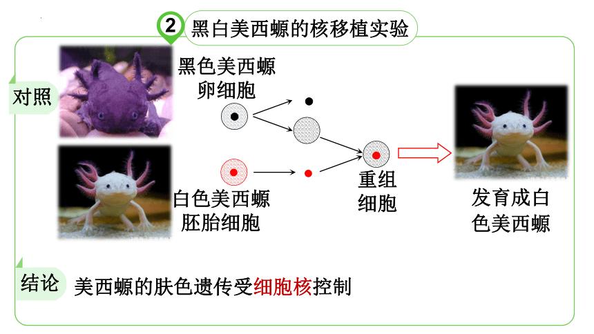 2.3细胞核的结构和功能课件(共28张PPT) 人教版必修1