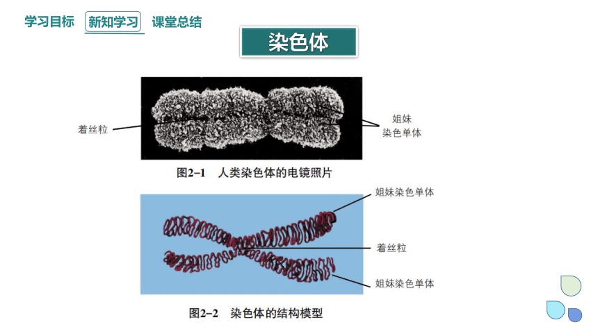 2.1 染色体通过配子传递给子代 课时1  课件（共22张PPT） 2023-2024学年高一生物浙教版（2019）必修2