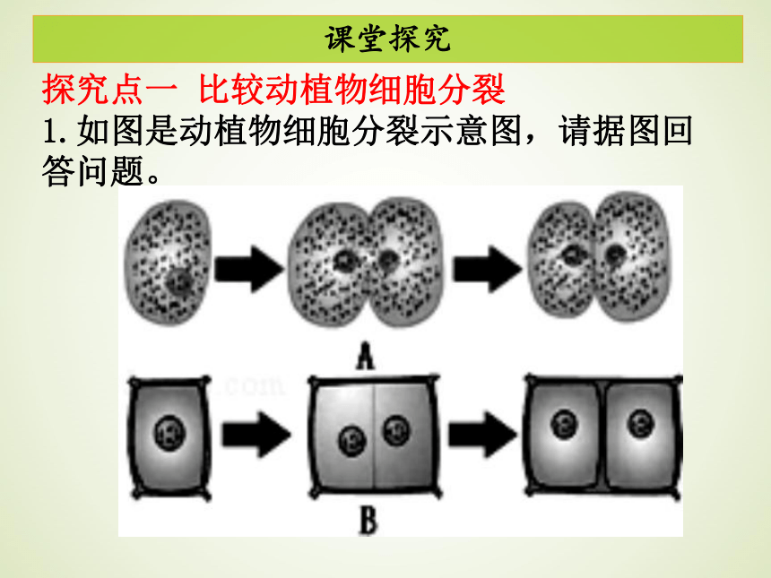 第二单元 第二章 第一节细胞通过分裂产生新细胞 课件（共27张PPT）