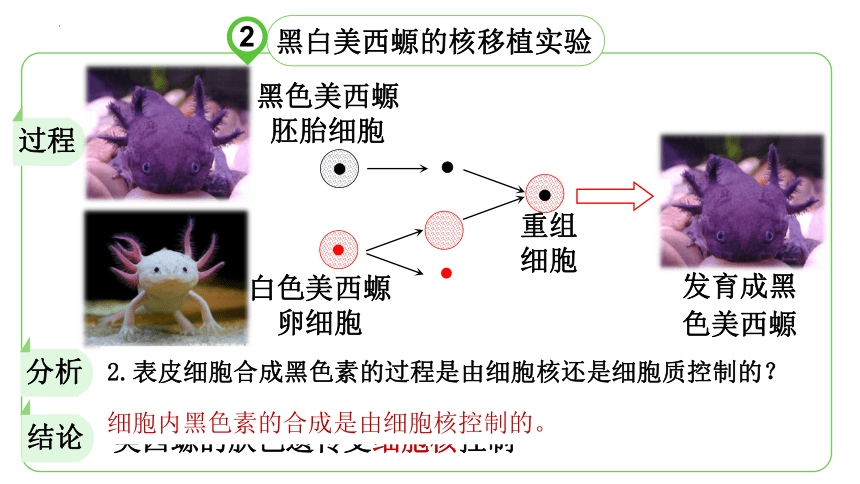 2.3细胞核的结构和功能课件(共28张PPT) 人教版必修1