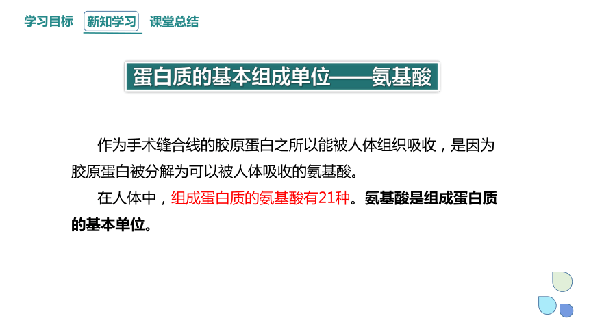 2.4 蛋白质是生命活动的主要承担者 课件(共24张PPT) 2023-2024学年高一生物人教版（2019）必修1