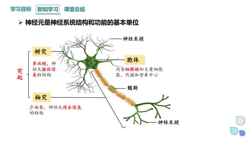 2.1 神经系统是神经调节的结构基础 课件（共22张PPT） 2023-2024学年高二生物浙教版（2019）选择性必修1