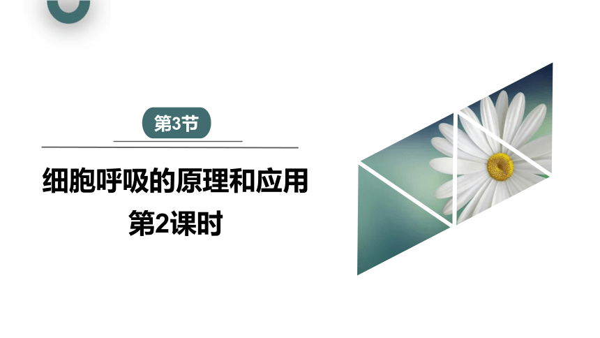 5.3.2 细胞呼吸的原理和应用 课件(共20张PPT) 2023-2024学年高一生物人教版（2019）必修1