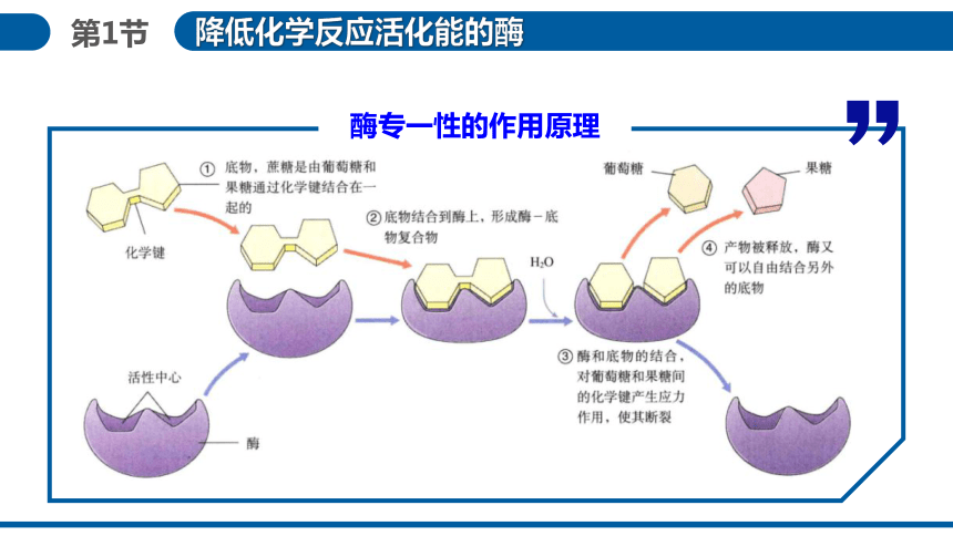 5.1降低化学反应活化能的酶第2课时课件(共47张PPT) 人教版必修1