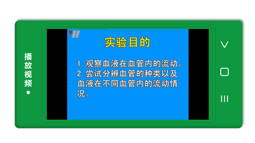 4.4.2血流的管道——血管【课件】2023-2024学年度人教版生物七年级下册(共22张PPT)+视频素材