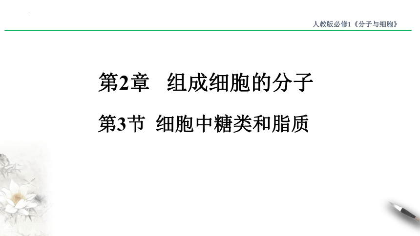 2.3细胞中的糖类和脂质课件（共22张PPT） 人教版必修1