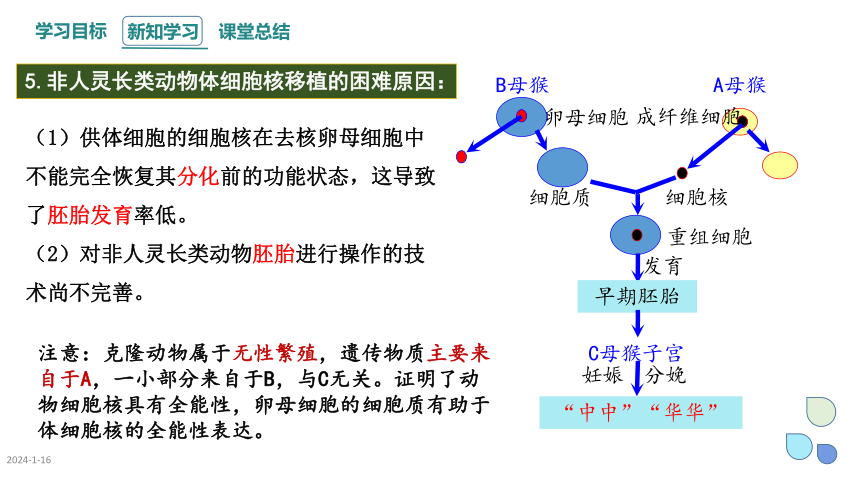 2.2 课时3 动物细胞工程   课件(共24张PPT) 2023-2024学年高二生物人教版（2019）选择性必修3