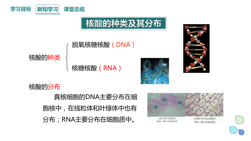 2.5 核酸是遗传信息的携带者 课件 (共17张PPT)2023-2024学年高一生物人教版（2019）必修1