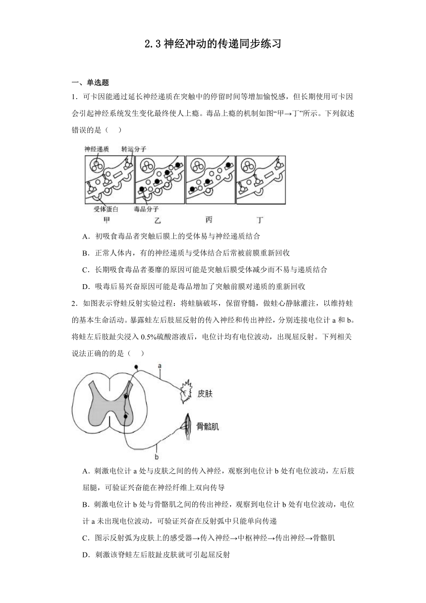 2.3神经冲动的传递同步练习（含解析）2023-2024学年高二上学期生物北师大版选择性必修1