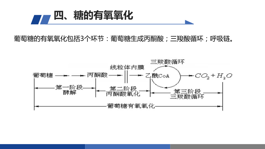 8.4糖的有氧氧化 课件(共17张PPT)-《食品生物化学》同步教学（大连理工大学出版社）