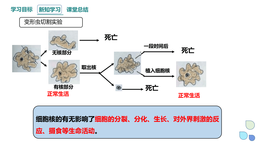 2.4 细胞核是生命活动的控制中心 课件(共21张PPT) 2023-2024学年高一生物浙科版（2019）必修第一册