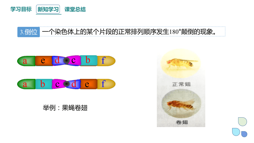 4.3 染色体畸变可能引起性状改变 课件（共34张PPT）2023-2024学年高一生物浙教版（2019）必修2