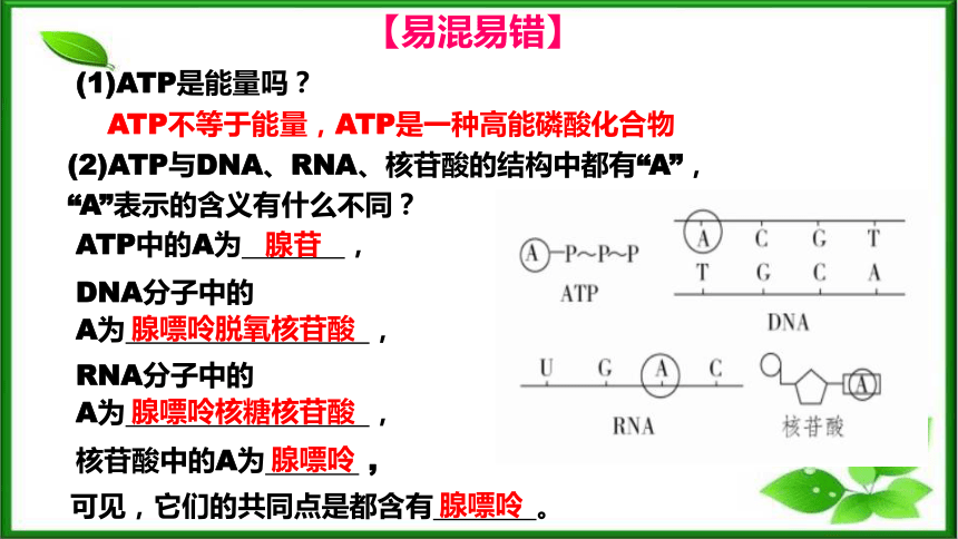 5.2细胞的能量“货币”ATP课件（共35页ppt） 人教版（2019）必修1