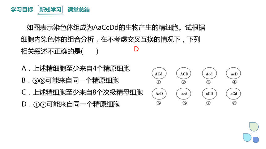 2.1 染色体通过配子传递给子代 课时3 课件（共32张PPT） 2023-2024学年高一生物浙教版（2019）必修2