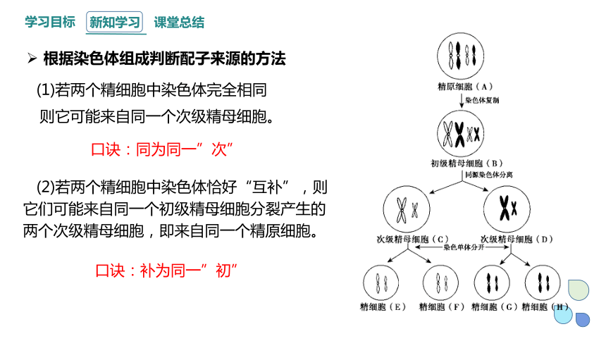 2.1 染色体通过配子传递给子代 课时3 课件（共32张PPT） 2023-2024学年高一生物浙教版（2019）必修2