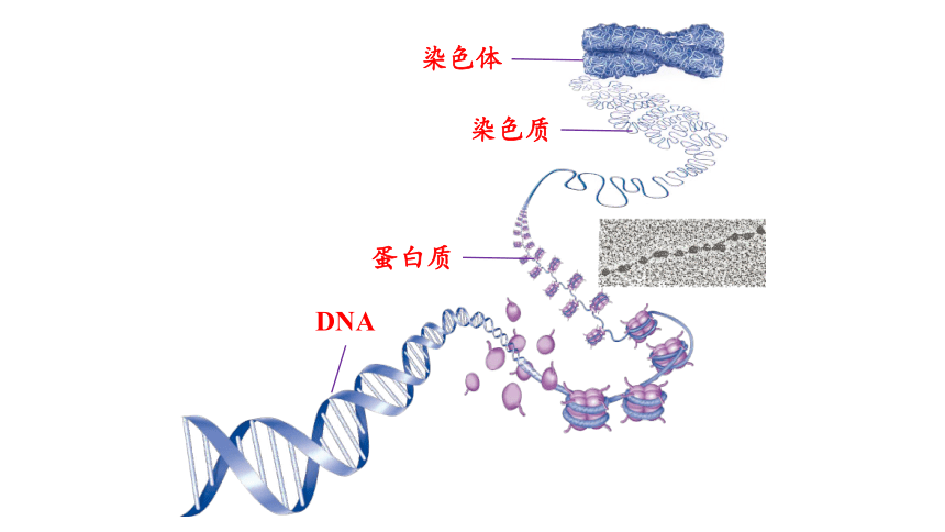 6.1细胞的增殖课件(共41张PPT4份视频) 生物人教版必修1