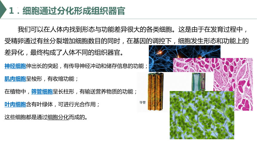 5.2 细胞通过分化形成多细胞生物体（课件）（共22张PPT）高一生物（沪科版2020必修1）