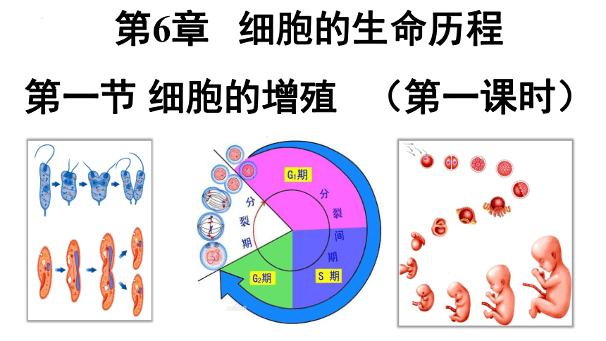 6.1细胞的增殖第1课时课件(共32张PPT) 人教版必修1