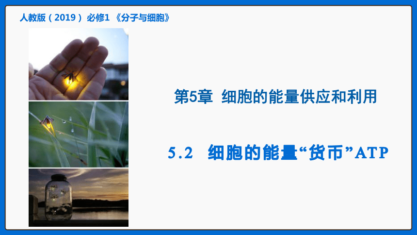 5.2细胞的能量“货币”ATP课件（共34张PPT1个视频）-人教版（2019）必修1