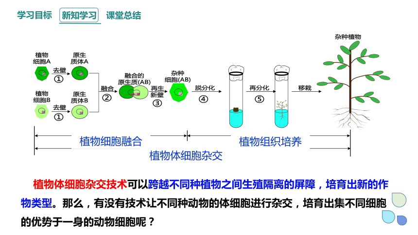 3.3 通过细胞融合可产生具有新特性的细胞课件（共19张PPT）2023-2024学年高二生物浙科版（2019）选择性必修3