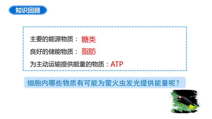 5.2细胞的能量“货币”ATP课件（共34张PPT1个视频）-人教版（2019）必修1