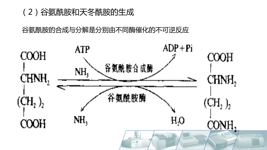 8.10氨的代谢、酮酸的代谢 课件(共11张PPT)-《食品生物化学》同步教学（大连理工大学出版社）