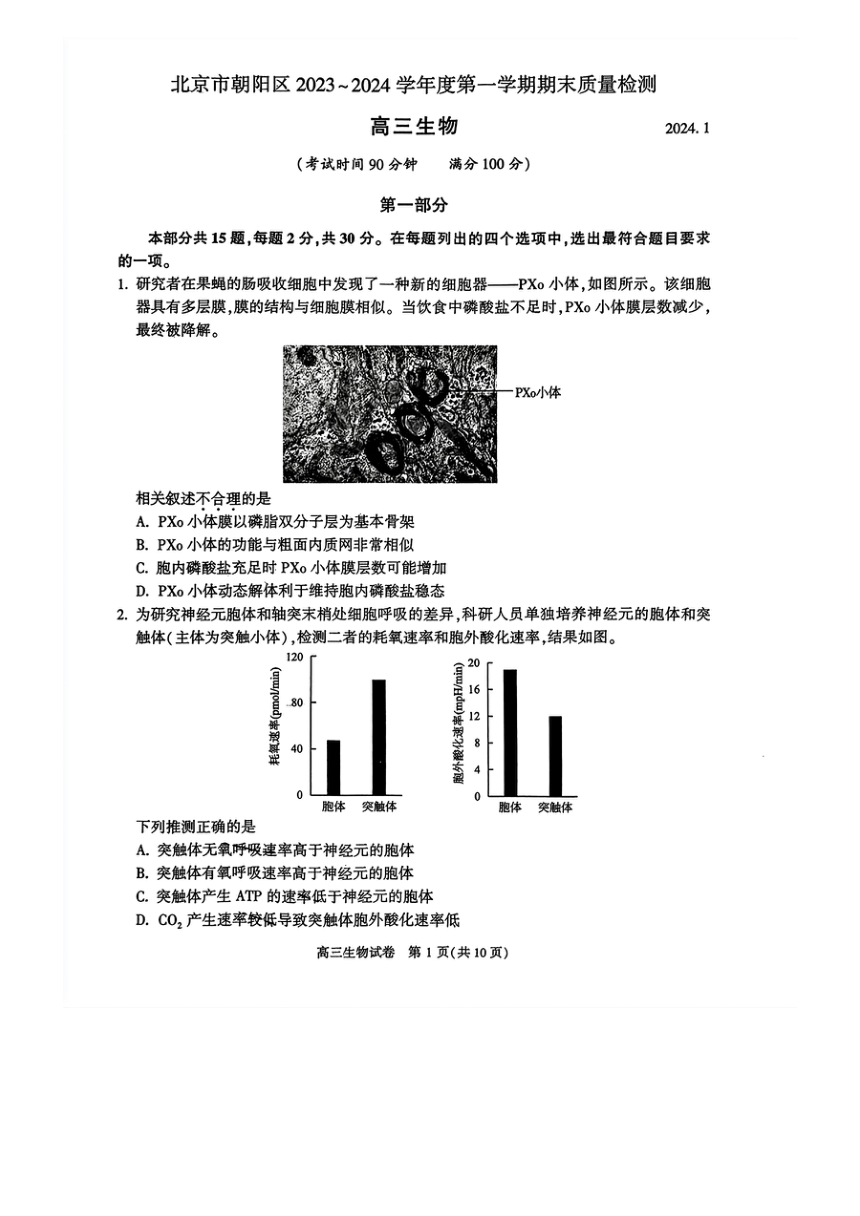 北京市朝阳区2023-2024学年高三上学期期末考试生物试卷（PDF无答案）