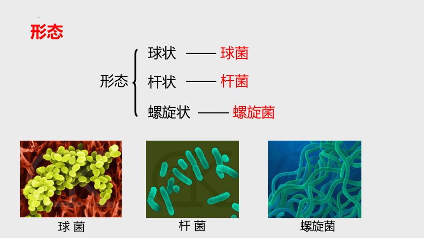 第6节 细菌和真菌的繁殖（第1课时 课件 18张ppt）