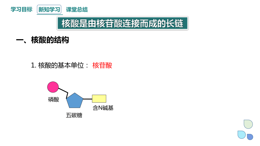 2.5 核酸是遗传信息的携带者 课件 (共17张PPT)2023-2024学年高一生物人教版（2019）必修1