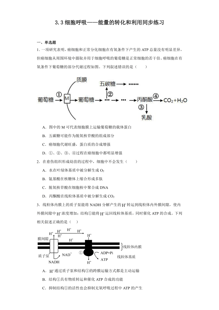 3.3细胞呼吸——能量的转化和利用同步练习2023-2024学年高一上学期生物苏教版必修1（含解析）