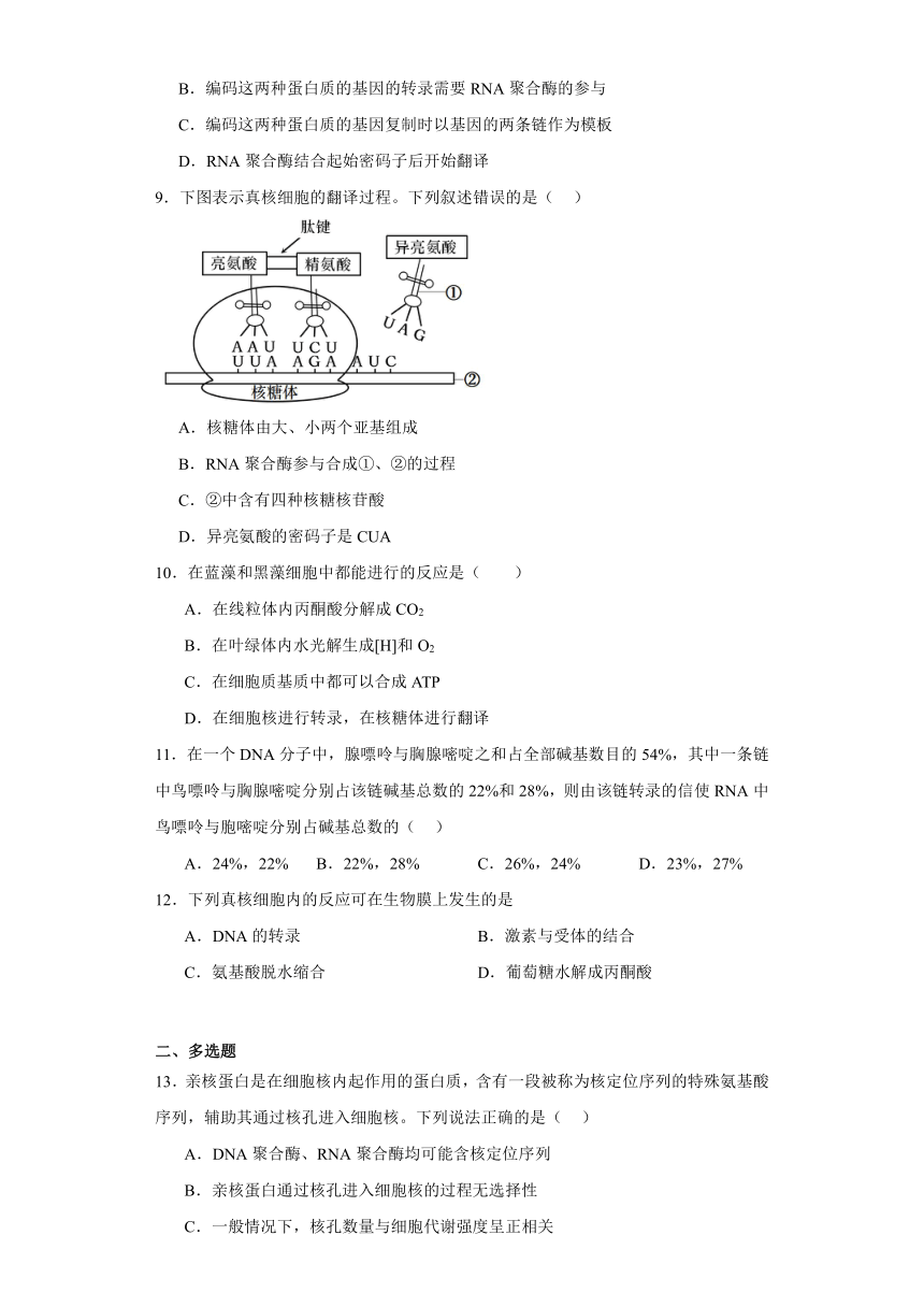 2.3.1DNA分子通过RNA指导蛋白质的合成（同步检测）2023-2024学年高一下学期生物苏教版必修2（含解析）