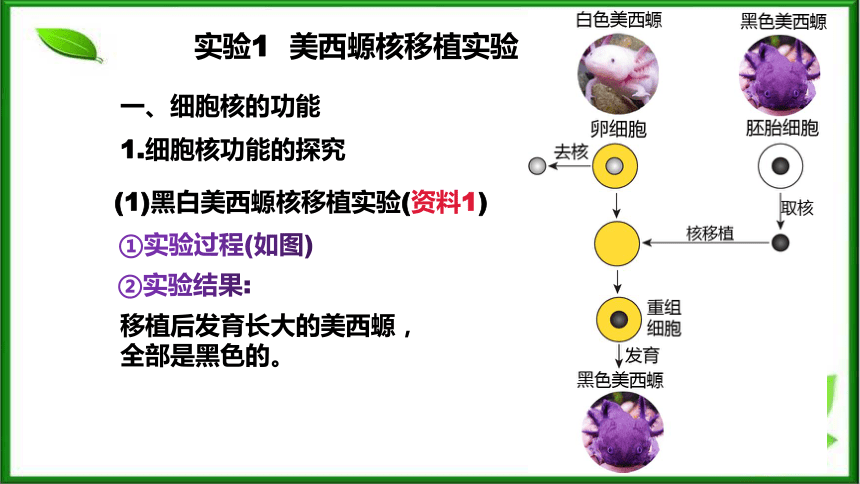 3.3细胞核的结构与功能课件(共35张PPT)  人教版（2019）必修1