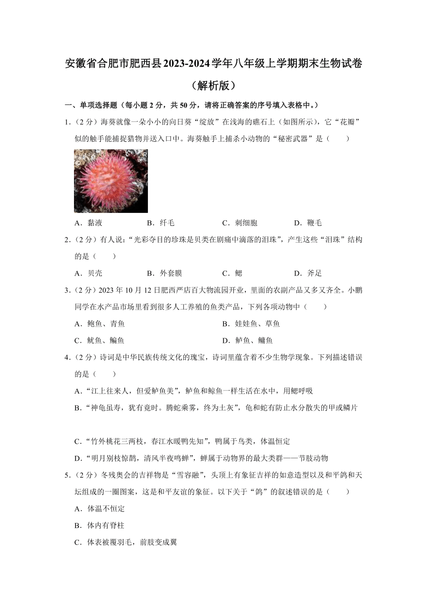 安徽省合肥市肥西县2023-2024学年八年级上学期期末生物试卷（含解析）