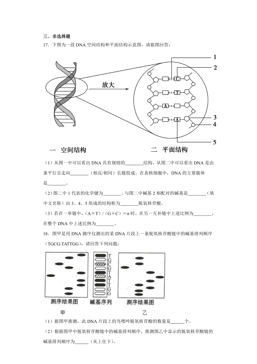 3.2遗传信息编码在DNA分子上同步练习2023-2024学年高一下学期生物浙科版必修2（含答案）