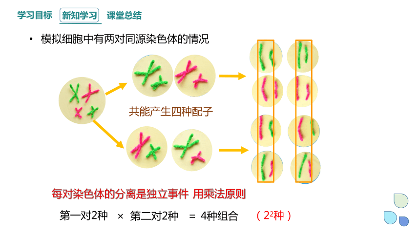 2.1 染色体通过配子传递给子代 课时3 课件（共32张PPT） 2023-2024学年高一生物浙教版（2019）必修2