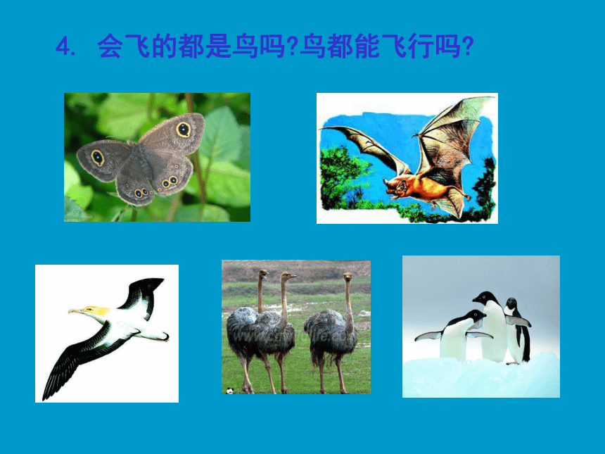 苏科版七下生物 12.1 鸟类 课件（20张PPT）