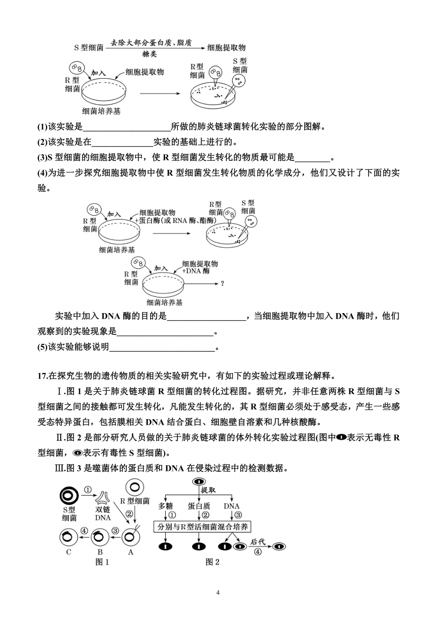 3.1  DNA是主要的遗传物质（同步练习）（附答案）—2023-2024学年高一下学期生物必修2（人教版(2019））