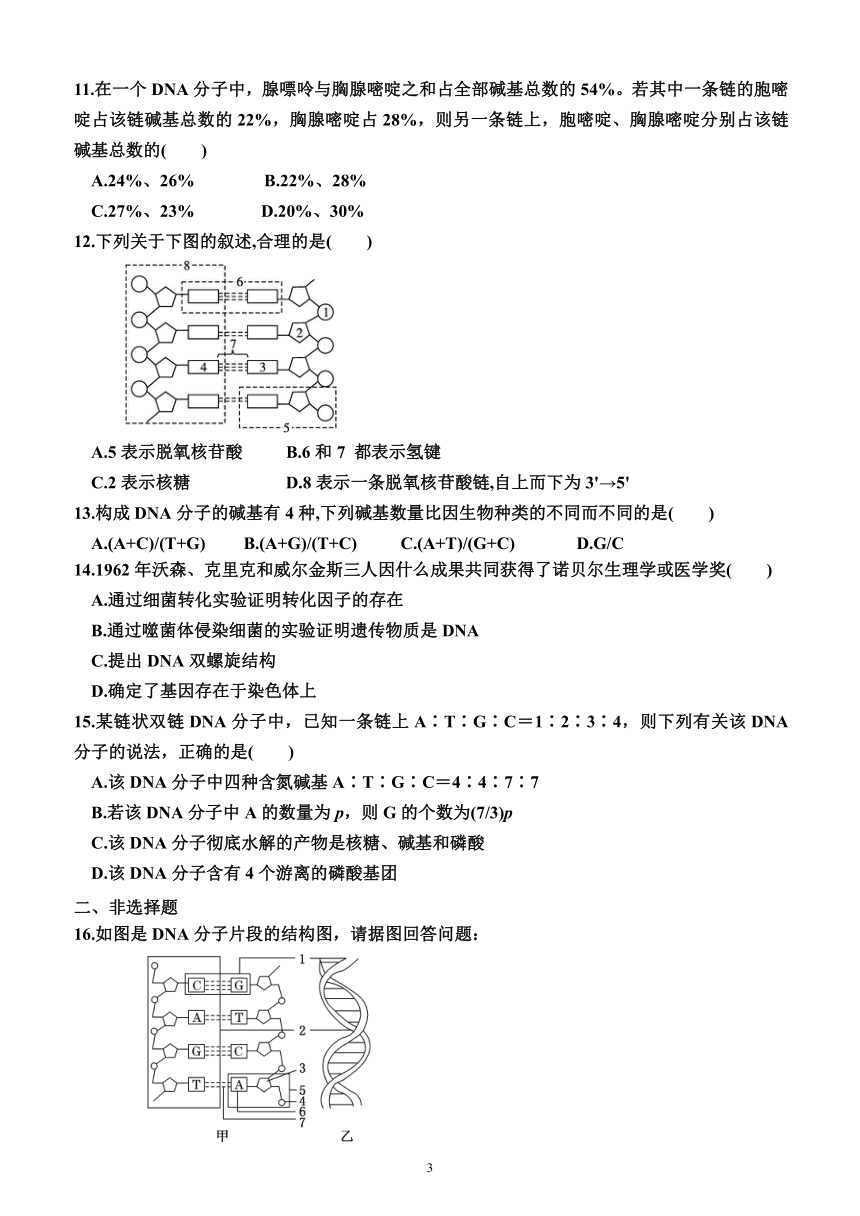 3.2  DNA的结构（同步练习）（附答案）—2023-2024学年高一下学期生物必修2（人教版(2019））