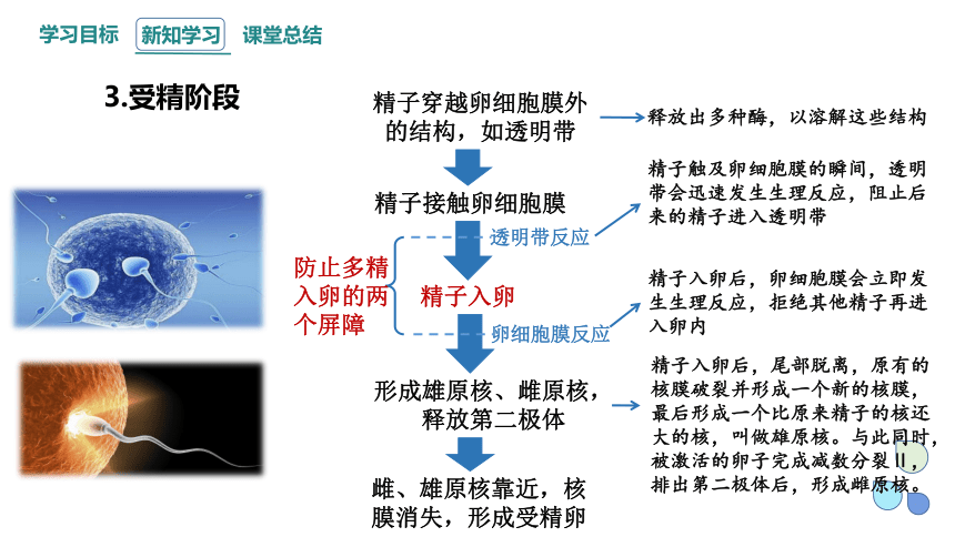 2.3 课时1 胚胎工程   课件 (共17张PPT)2023-2024学年高二生物人教版（2019）选择性必修3