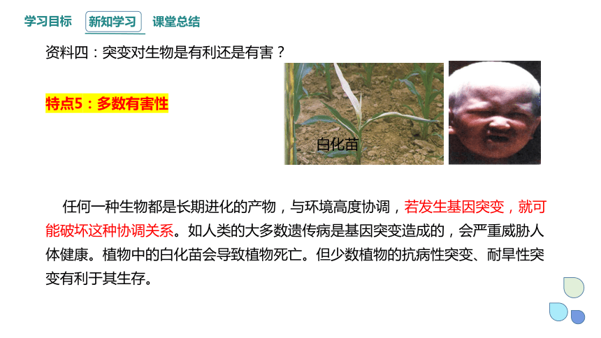 4.1 基因突变可能引起性状改变 课时2  课件（共14张PPT） 2023-2024学年高一生物浙教版（2019）必修2