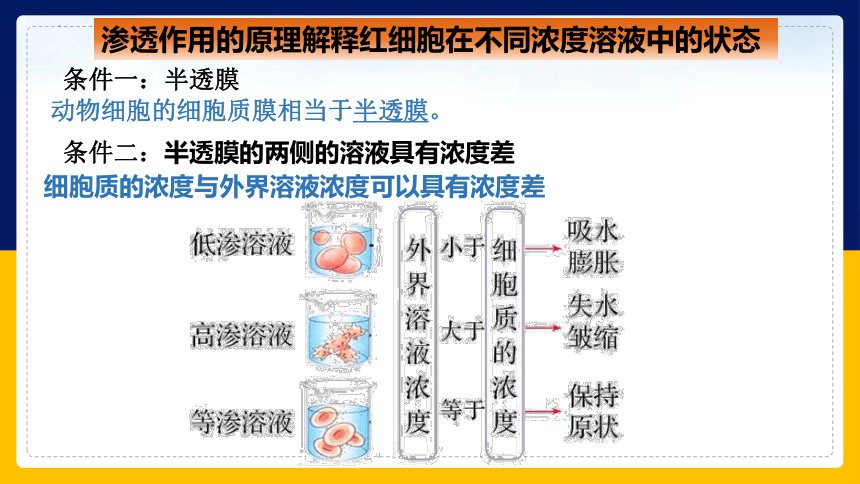 2.2.5 细胞的结构和生命活动——细胞质膜具有选择透过性（课件）(共47张PPT)高一生物（苏教版2019必修1）