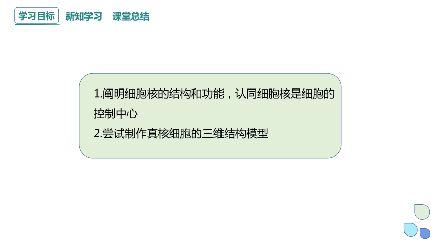 2.4 细胞核是生命活动的控制中心 课件(共21张PPT) 2023-2024学年高一生物浙科版（2019）必修第一册